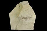 Miocene Pea Crab (Pinnixa) Fossil - California #177043-1